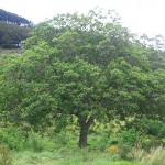 Грецкий орех - дерево