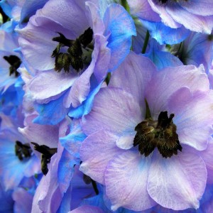 сине-фиолетовые цветки дельфиниума