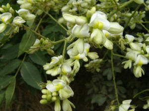 гроздь белых цветов софоры