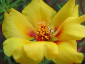 желтый цветок портулака