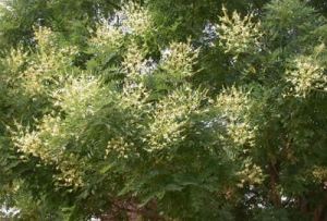 цветущее дерево софоры японской