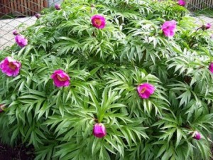мелкие цветы фиолетового пиона