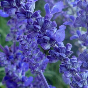синие цветы шалфея