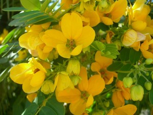 желтые цветы кассии