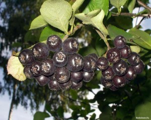 гроздь черноплодной рябины