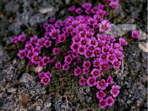 фиолетовые цветы камнеломки
