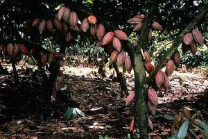 дерево какао с плодами