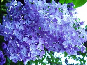 синие цветы сирени