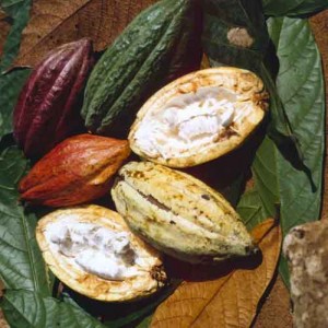 плоды какао изнутри