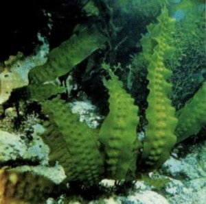 листы морской капусты