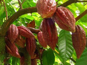 спелые плоды какао