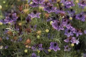 фиолетовые цветы черного тмина
