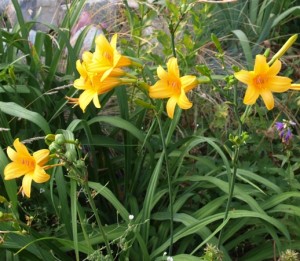 куст желтого лилейника