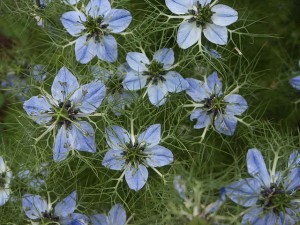 голубые цветы черного тмина