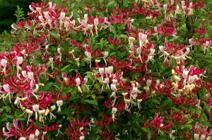 бордовые цветы жимолости каприфоль