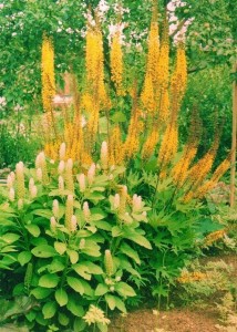 оранжевые цветы лаконоса