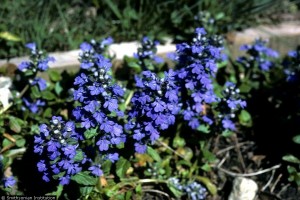 синие цветы живучки ползучей