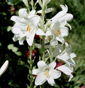соцветие белой лилии