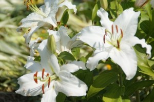 три цветка белой лилии