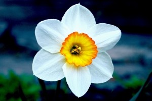 Нарцисс цветок крупный план