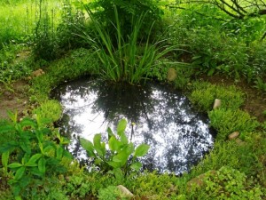 аир болотный в саду