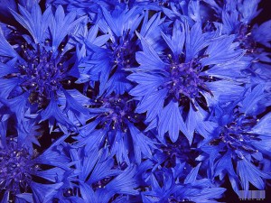 Василек синий много соцветий