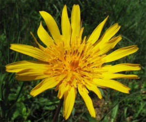 козлобородник луговой цветок крупный план