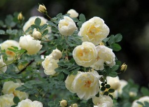 Чайная роза белая куст с цветами