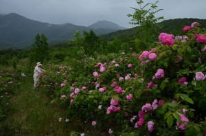 кусты чайных роз с цветами
