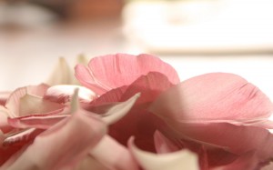 розовые лепестки чайной розы
