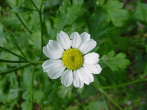 Пупавка благородная белый цветок