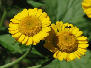 два цветка римской ромашки желтые крупный план