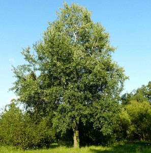 Осина обыкновенная дерево