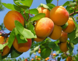 абрикосы на ветке