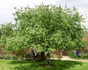 айва обыкновенная - дерево