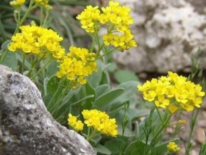 Алиссум скальный цветки на камнях цветки крупный план