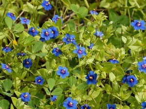 Очный цвет полевой синие цветки