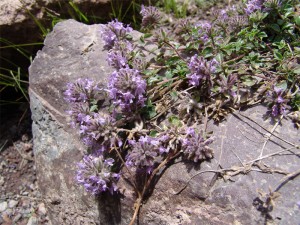 Зизифора клиноподиевидная стебли с цветками на камне