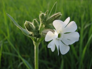 Дрема белая цветок крупный план