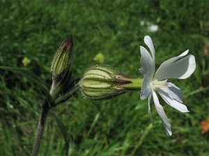 дрема белая цветок вид сбоку крупный план