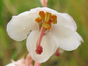 Грушанка круглолистная цветок крупный план