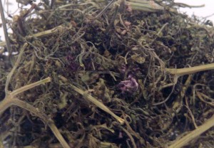 Дымянка лекарственная сушеная трава