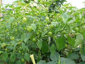Физалис овощной растение с зелеными плодами