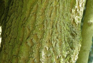 Эвкоммия вязолистная ствол дерева
