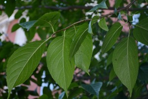 Эвкоммия вязолистная листья на ветке