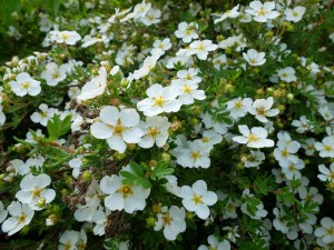 лапчатка белая цветы
