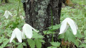 Княжик сибирский в лесу цветы крупный план