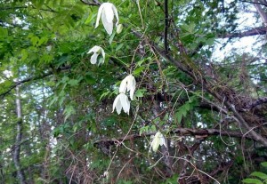 Княжик сибирский цветущее растение в лесу