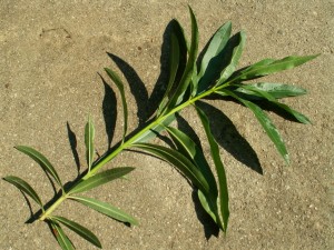 Олеандр обыкновенный веточка с листьями