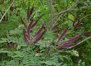 Аморфа кустарниковая растение в лесу